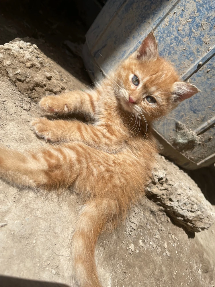 Imagen subida por Carolina