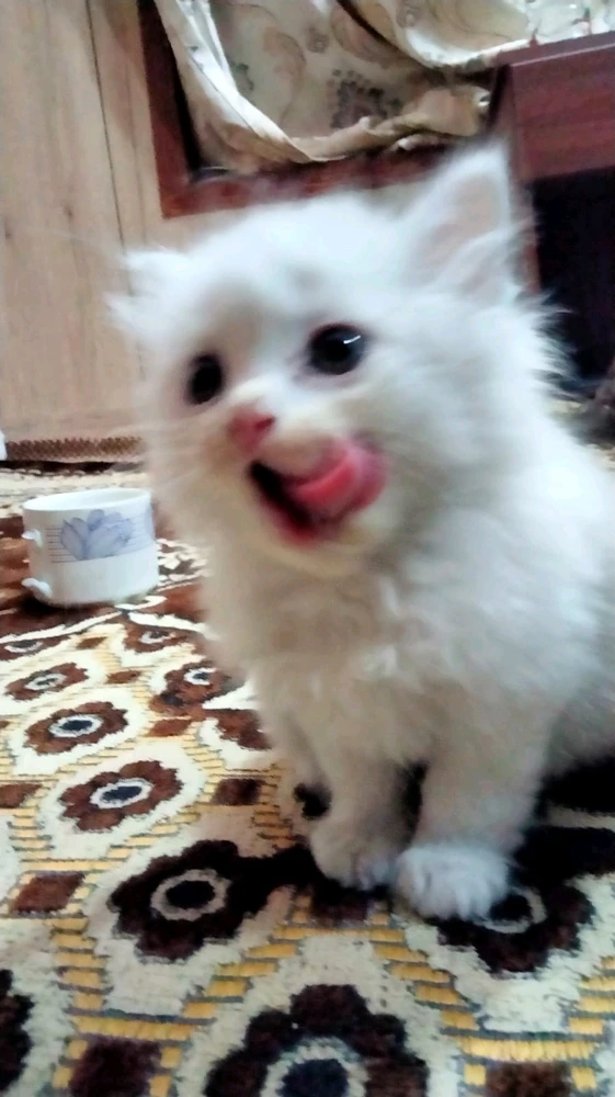Image uploaded by Toqeer