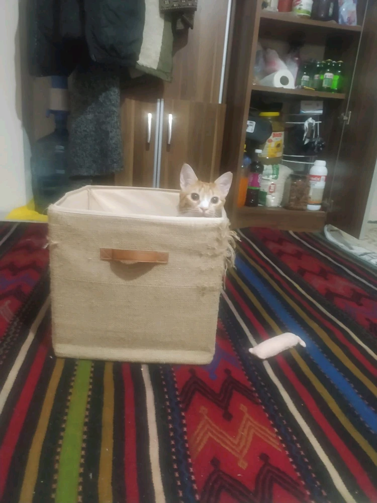 Fatma tarafından yüklenen görsel