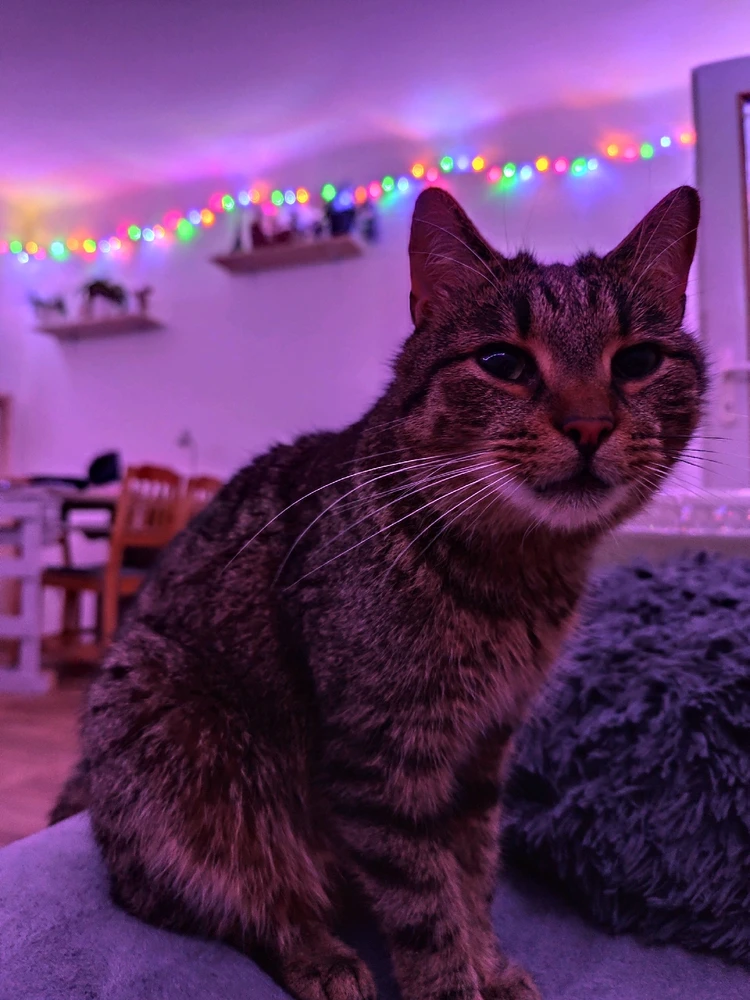 Obrázek nahrál Sára