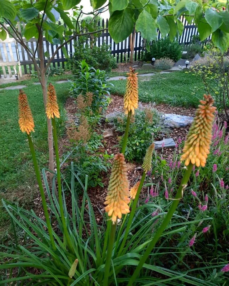 Image uploaded by K