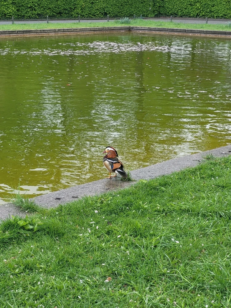Beautiful mandarin duck