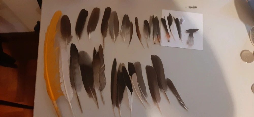 Image uploaded by Witch hunter