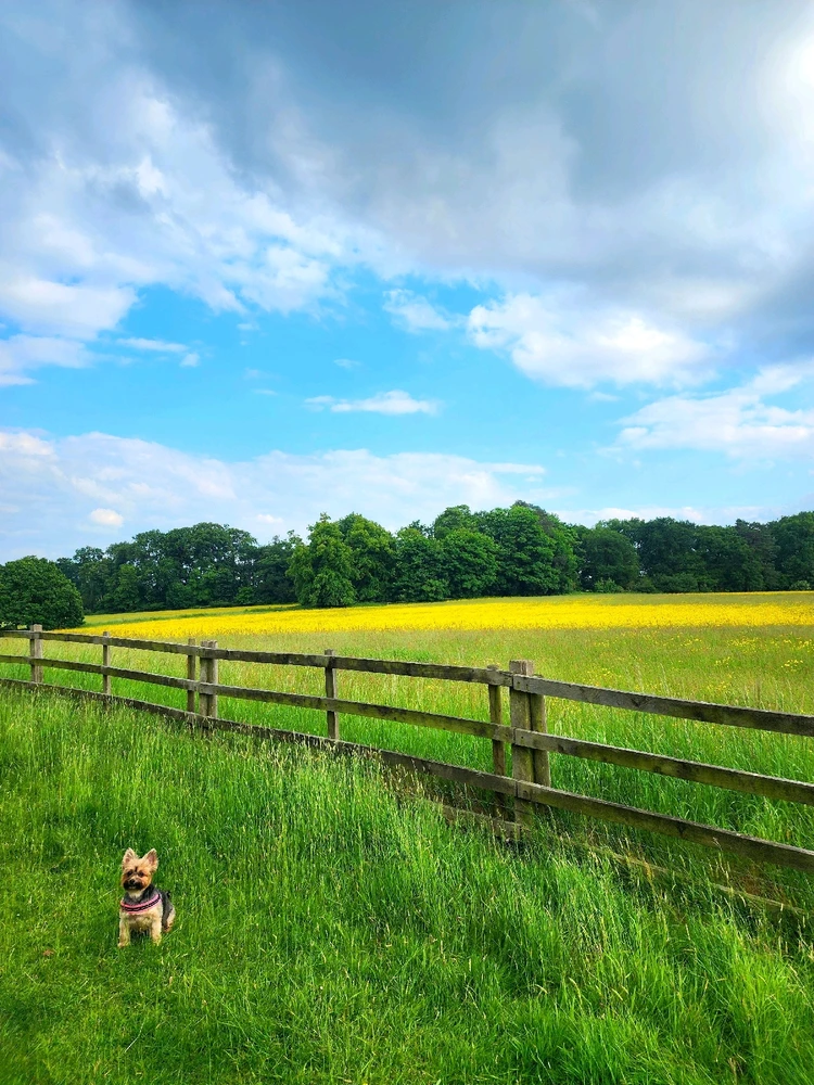 Image uploaded by Emerson