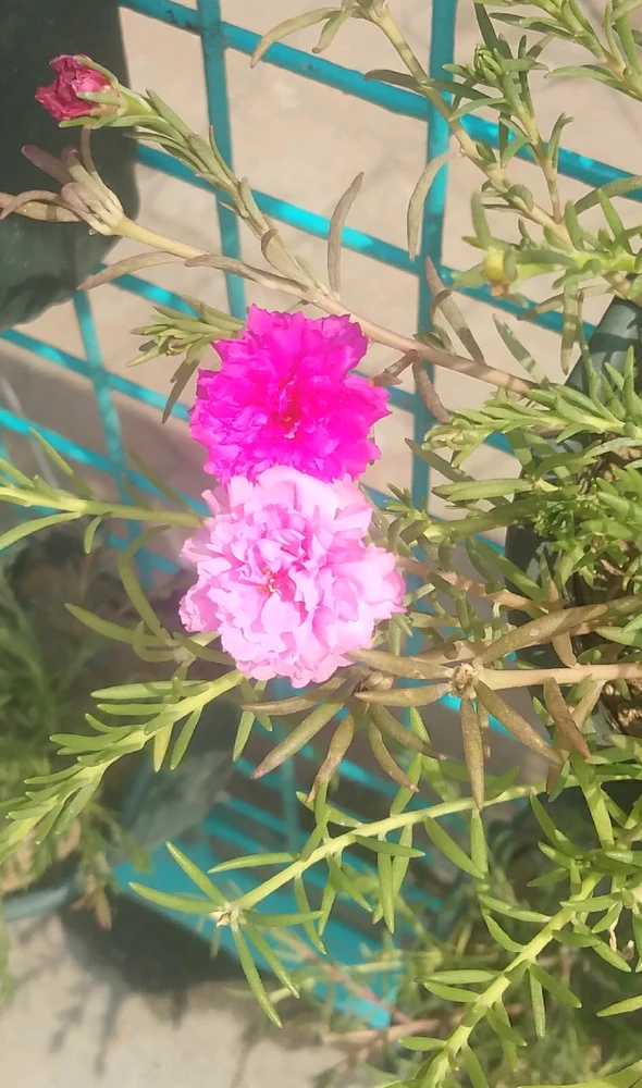 Image uploaded by Nyla