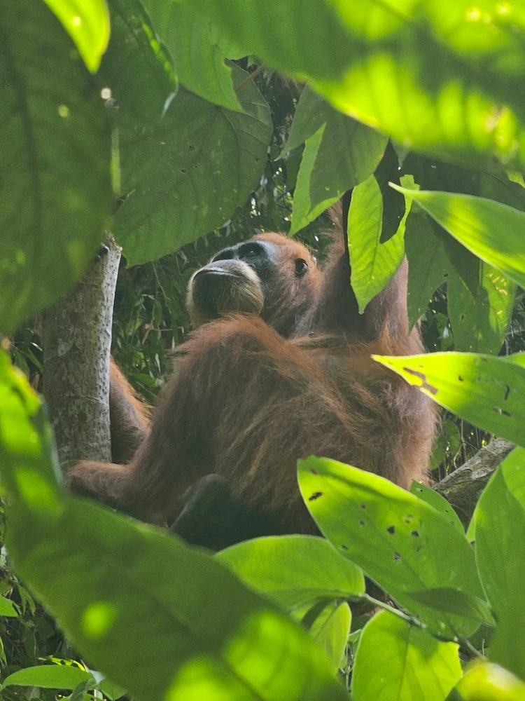 Scimpanzé appeso ad un albero, nella foto una cornice di foglie racchiude il soggetto.