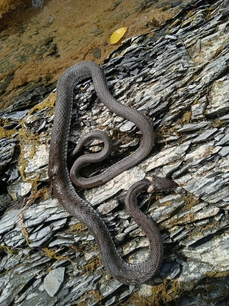 Image uploaded by Arafel