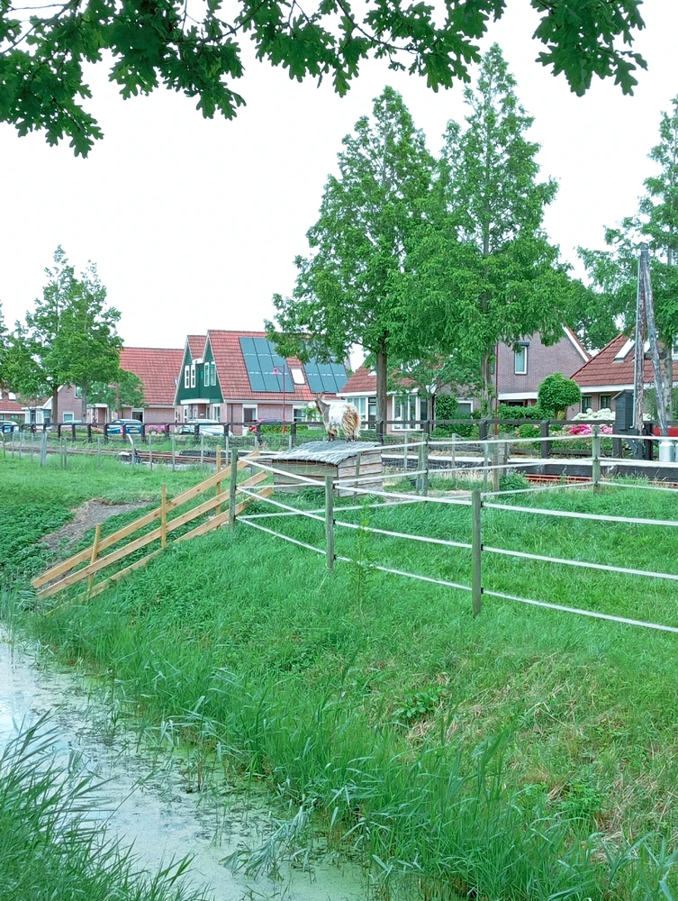 Pic in Opperdoes 🇳🇱 with nature 🌳🍃🌊, some specific houses and caught also a 🐑 sitting on the top of a wooden cage wow 😅
