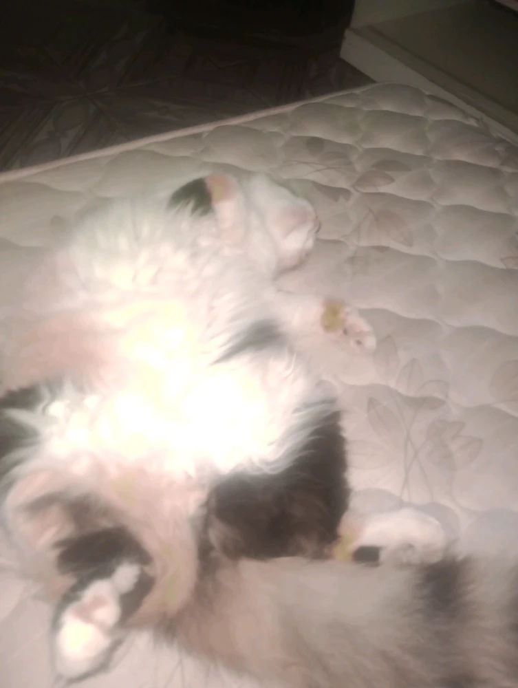 Imagem enviada por Matheus