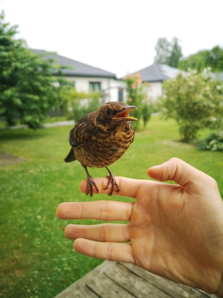 Nuotrauką įkėlė Don