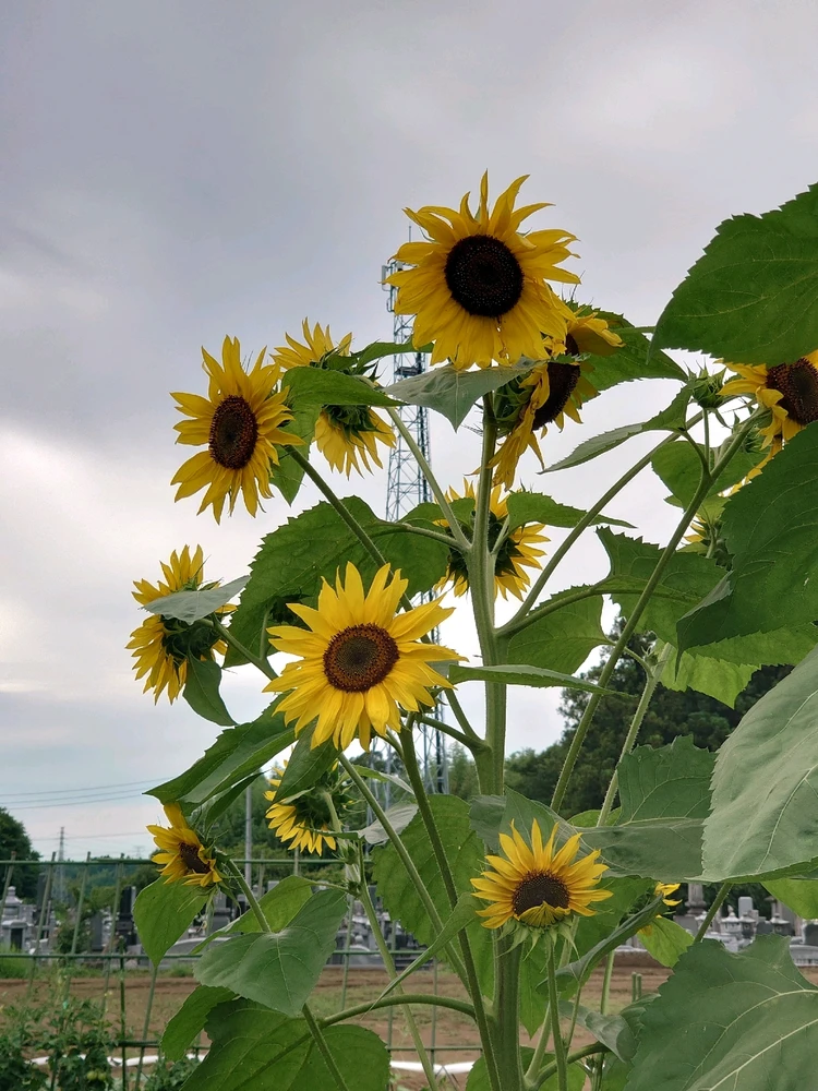 のらねこ(noraneko(*ΦωΦ*))がアップロードした画像