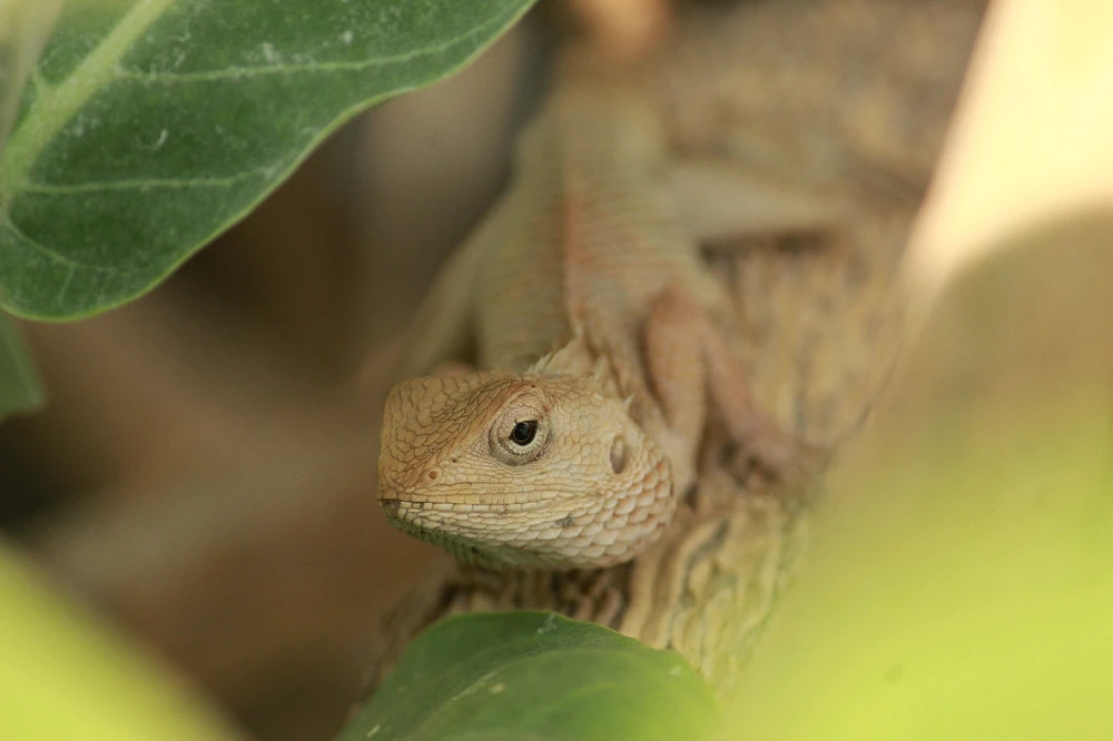 Vikas ने अपलोड केलेली इमेज