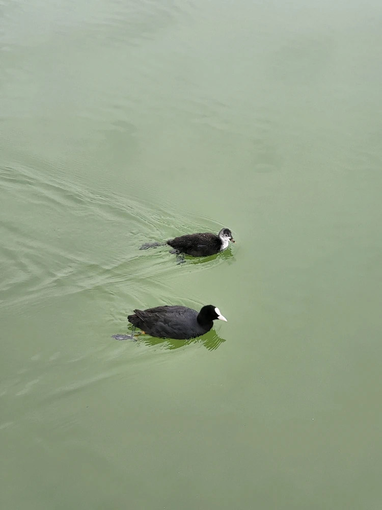 Bild hochgeladen von Ricardo