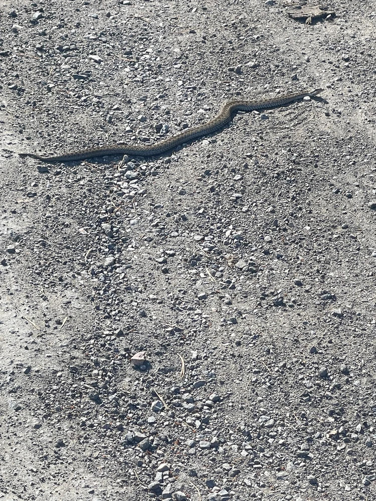 Trailside Encounter: A Hike Interrupted