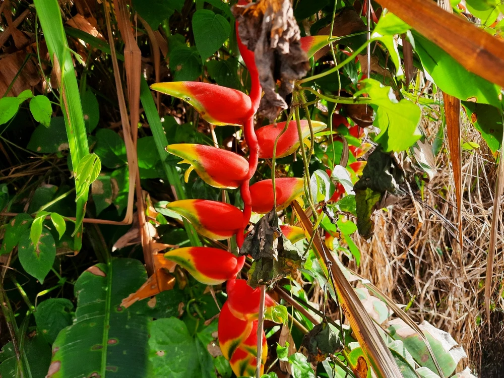 Image uploaded by Edo