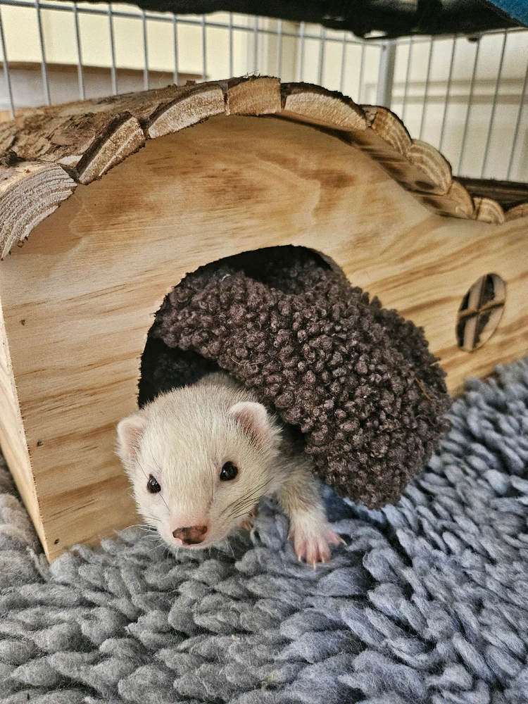 Afbeelding geüpload door Zoë