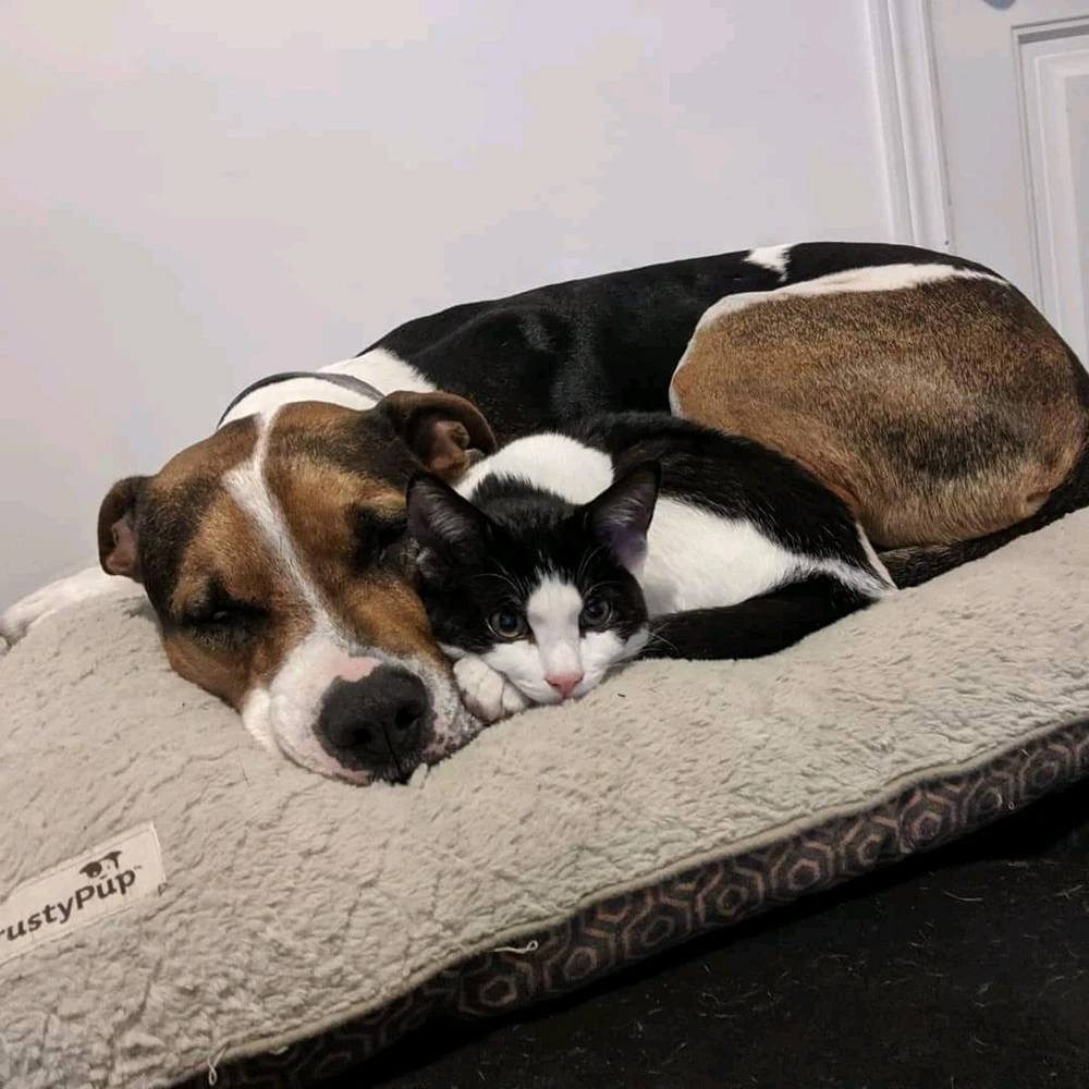 Resting In Purfection