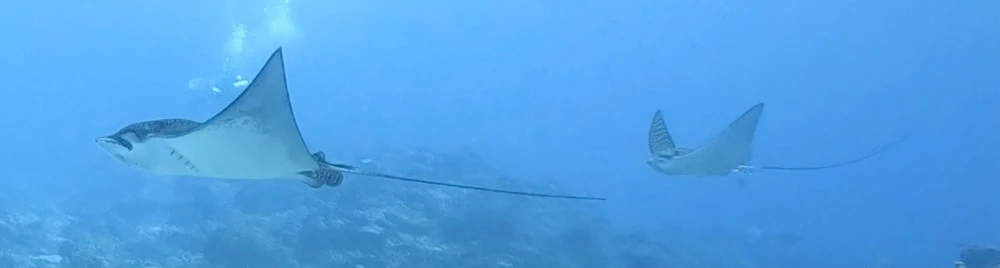 Image uploaded by Harrison