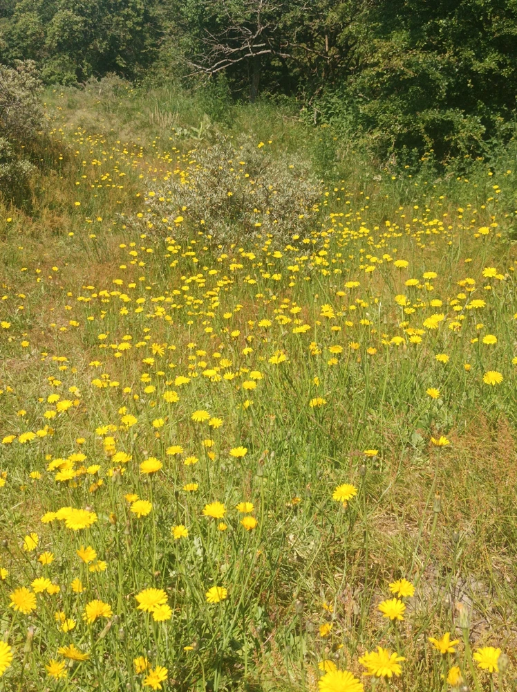 Afbeelding geüpload door Ceder