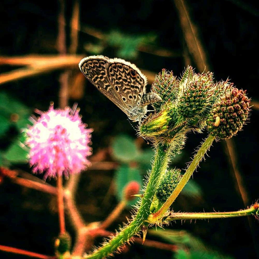 Imagem enviada por R.K.