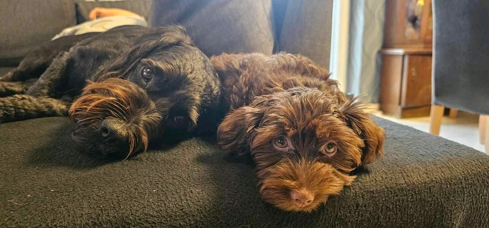 Luna által feltöltött kép