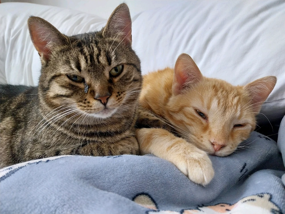 Obrázek nahrál Štěpánka H.