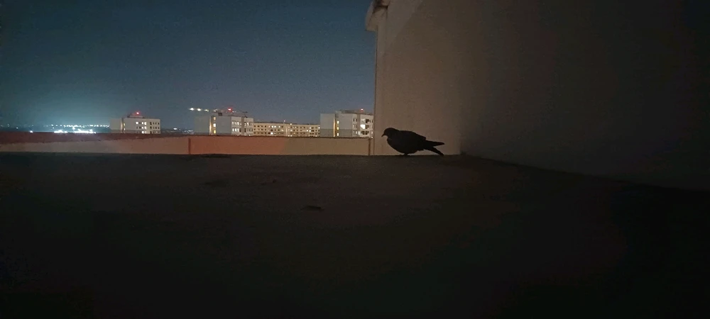 bird