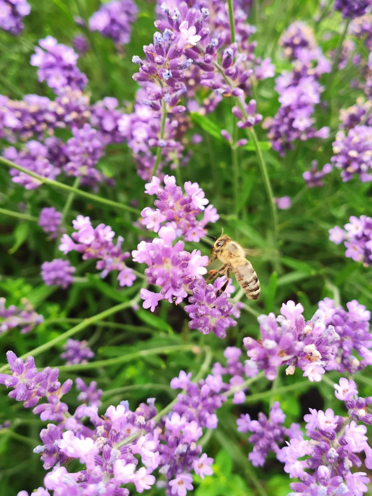 Obrázek nahrál Ema