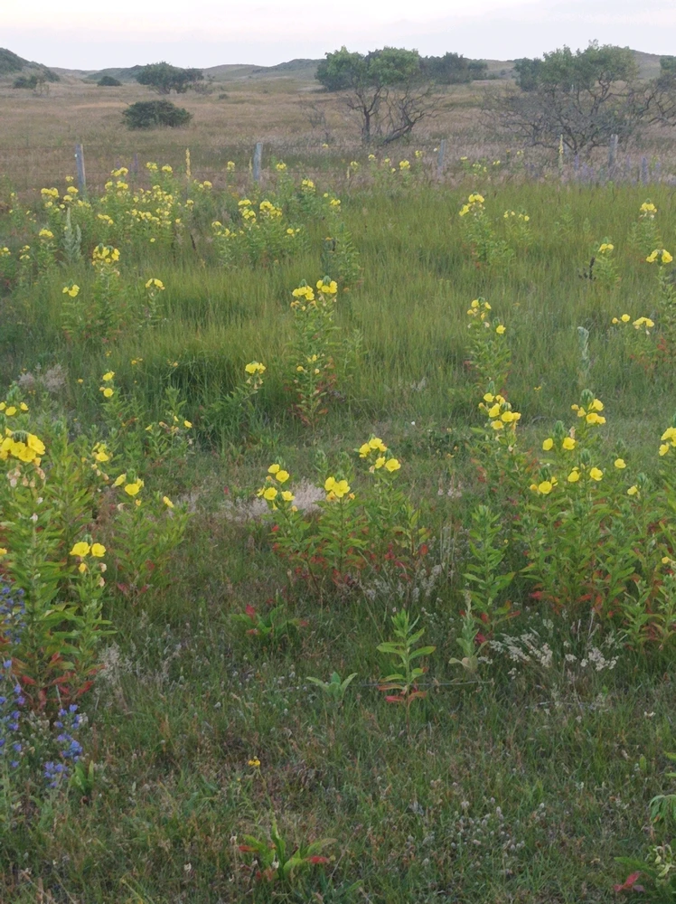 Afbeelding geüpload door Ceder