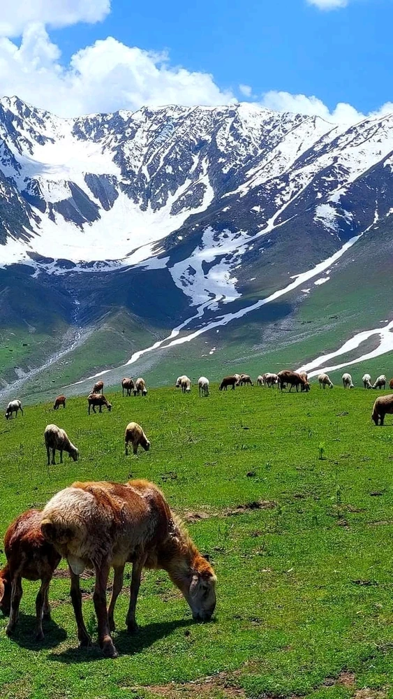 Duab xa los ntawm Kashif Mehmood
