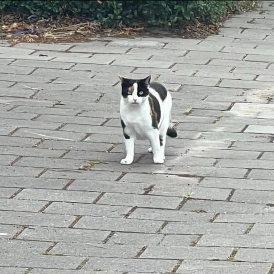 Afbeelding geüpload door Maikel