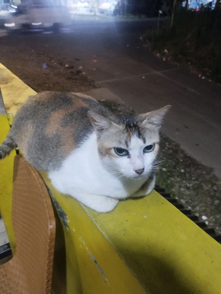 Gambar diunggah oleh Nabiel