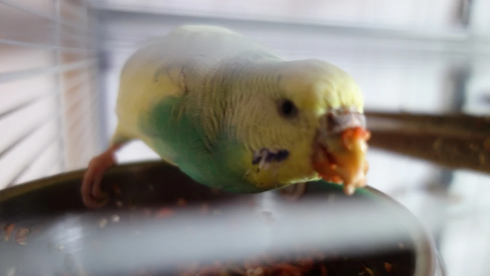 Bild hochgeladen von MisterTene