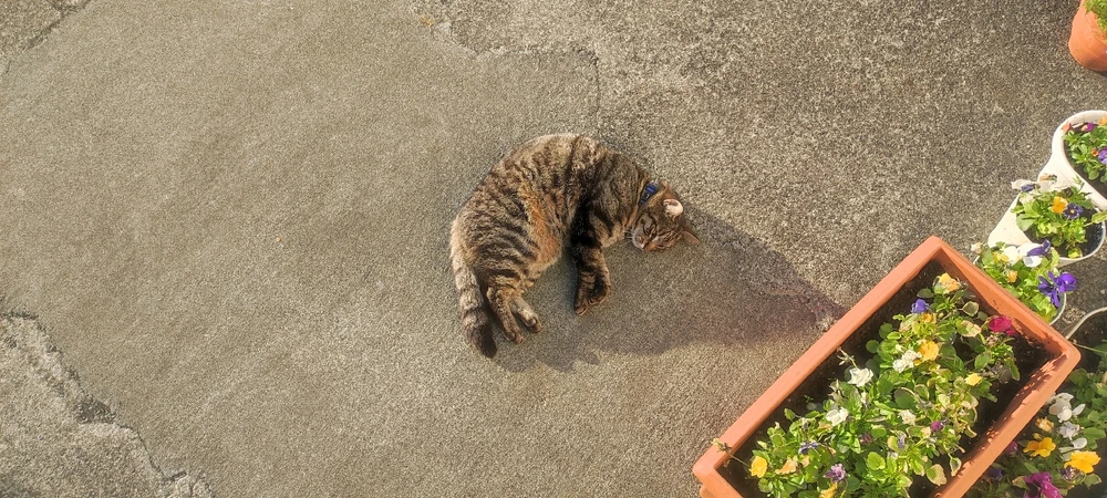 Czyjś kot. Keflavik,🇮🇸 06/24