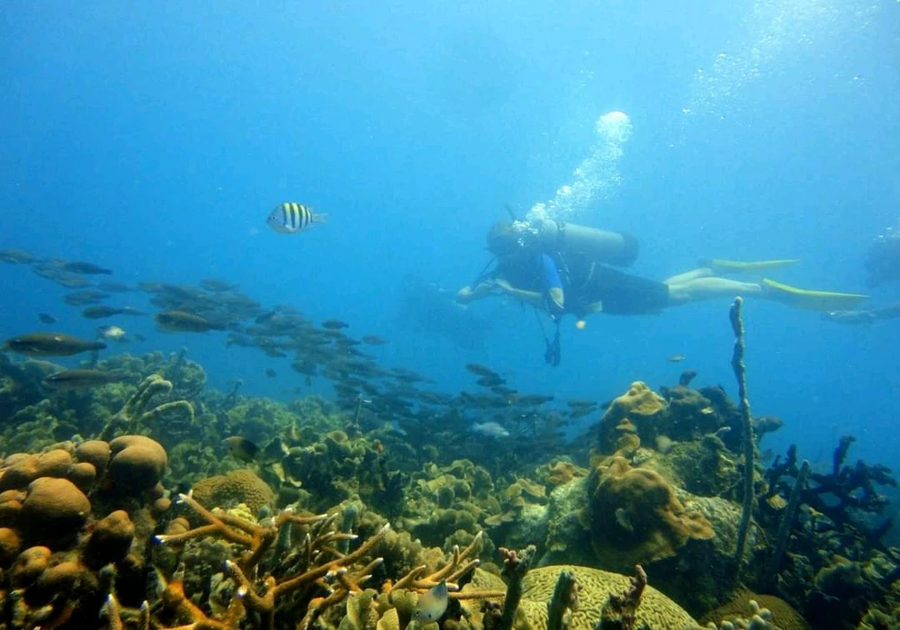 Mulher com cilindro de ar comprimido, soltando bolhas de ar, ao redor de um coral colorido e cardume de peixes listrados.