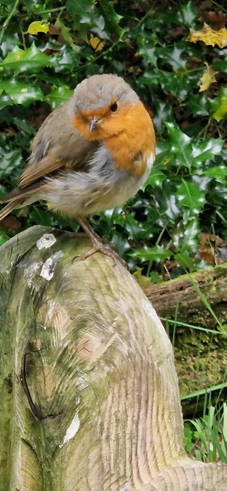 Robin Loch Lomond