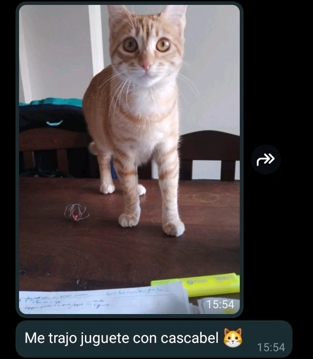 Imagen subida por Stéfano Rimoldi