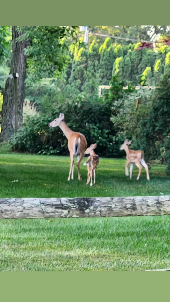 Image uploaded by Joyce