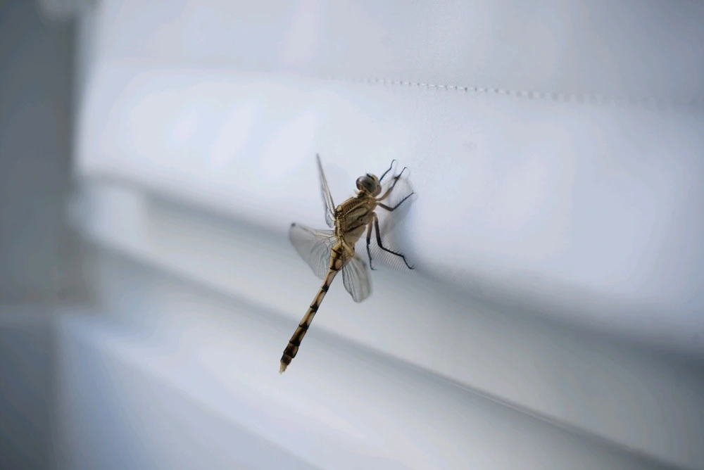 Imagine încărcată de Andi