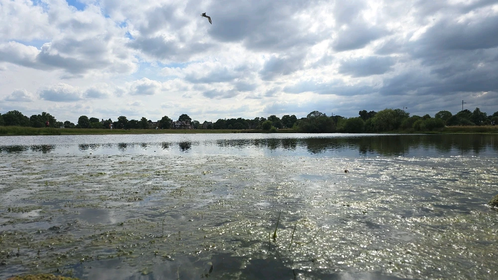 Stunning view of pond at Wimbledon Village.