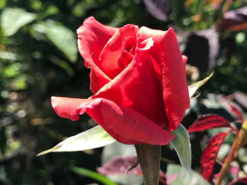 Gambar diunggah dening Chad