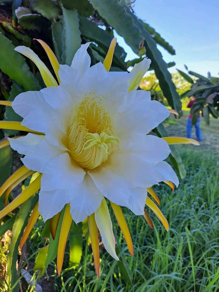 Image uploaded by ⓛⓐⓘ