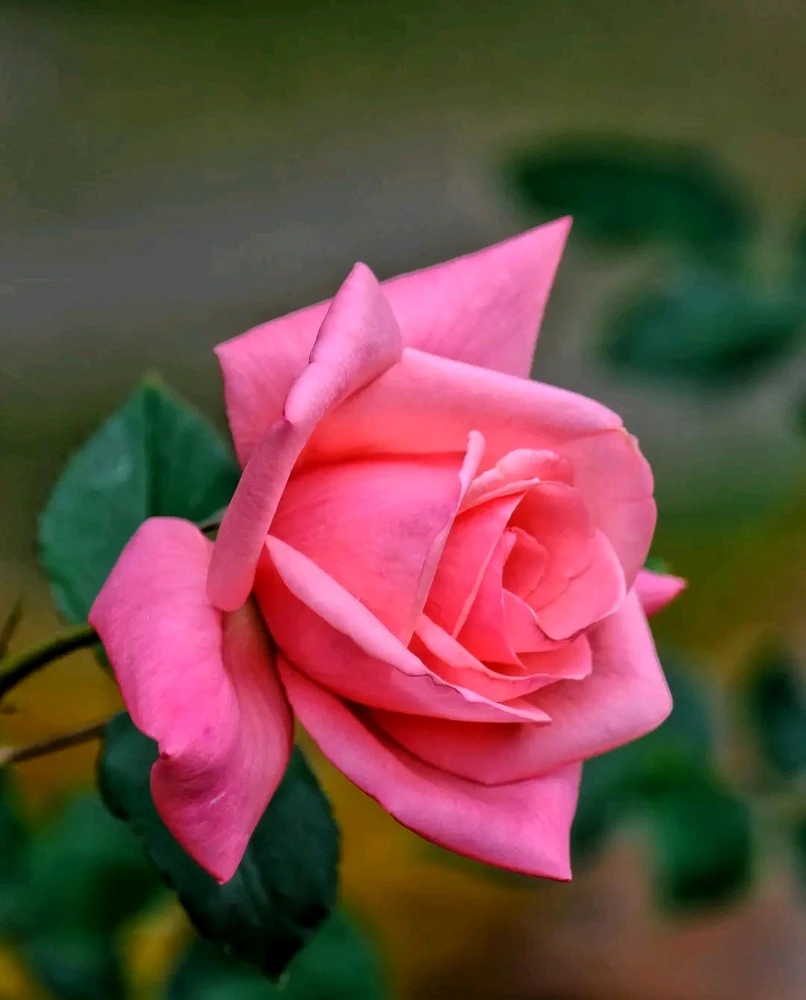 تصویر Chindi کی طرف سے اپ لوڈ کی گئی
