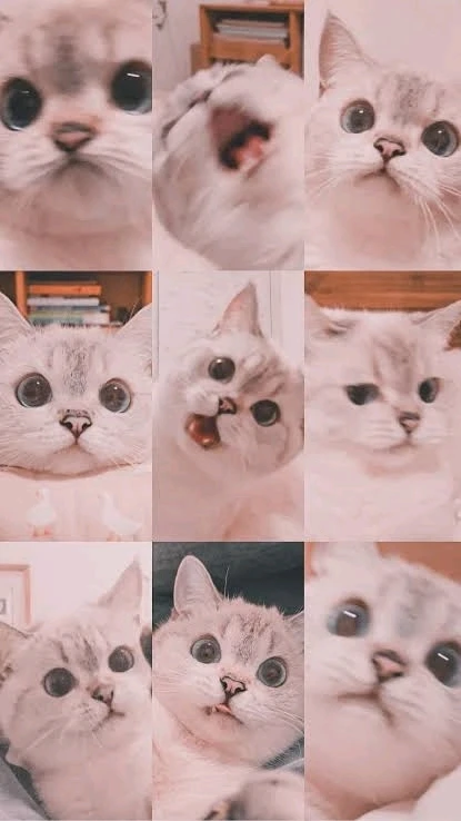 Image uploaded by 𝓢𝓮𝓻𝓮𝓷 • 𝓢𝓮𝓻𝓮𝓷𝓭𝓲𝓹𝓲𝓽𝔂