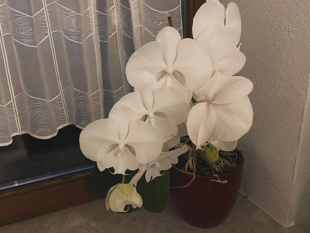 Bild hochgeladen von Alex