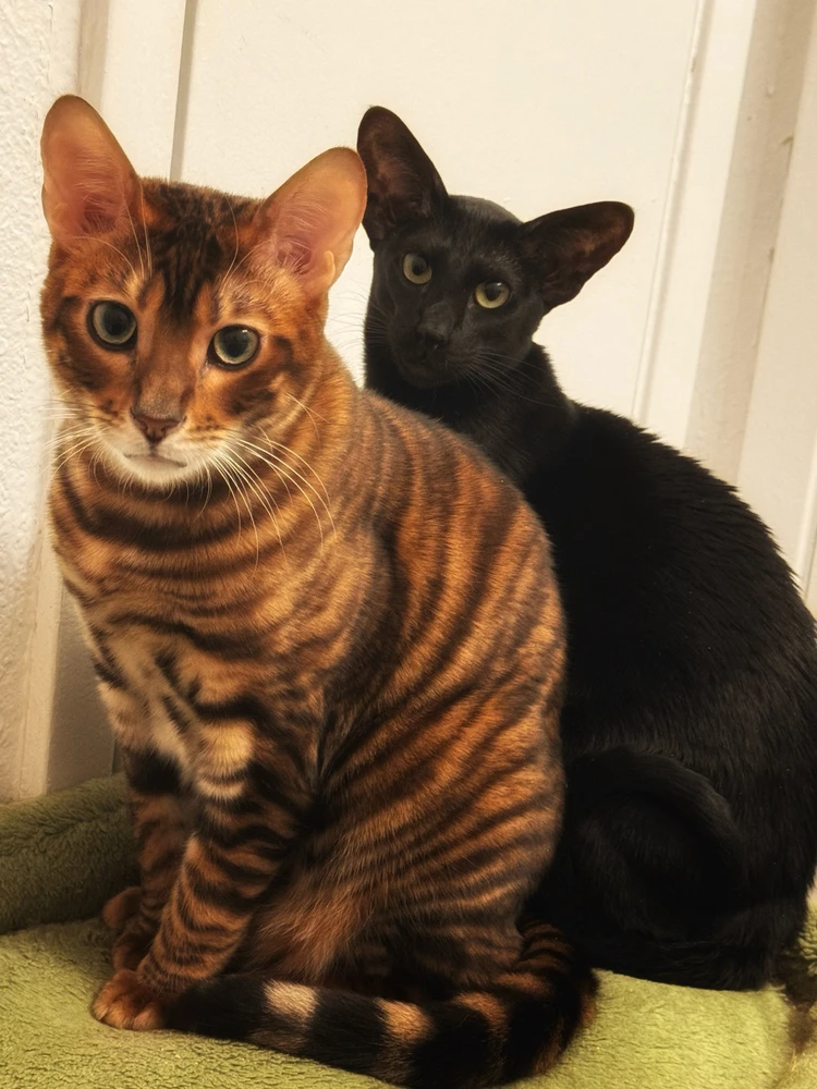 Occam, my Toyger, with Nihil, my Oriental Shorthair.
