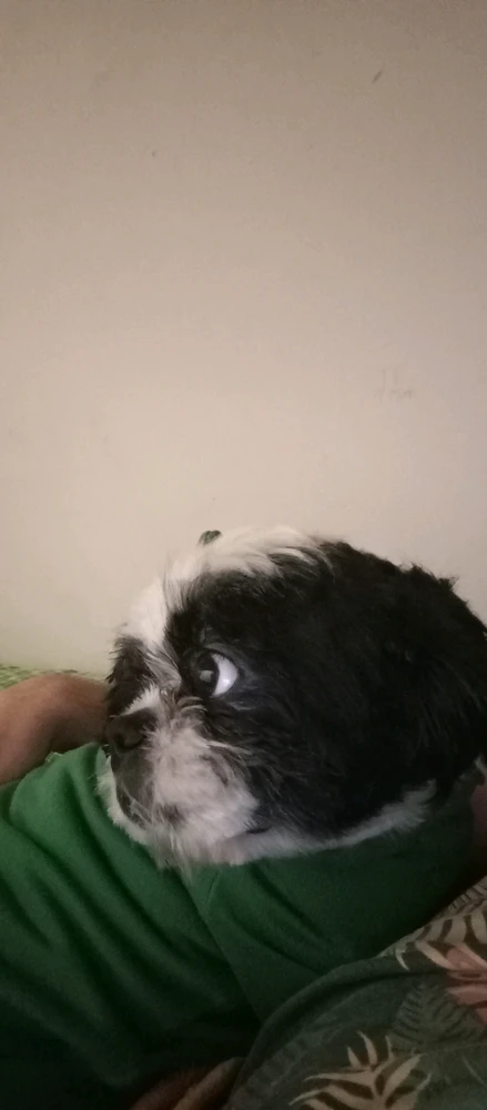 Зображення завантажив Plitkar