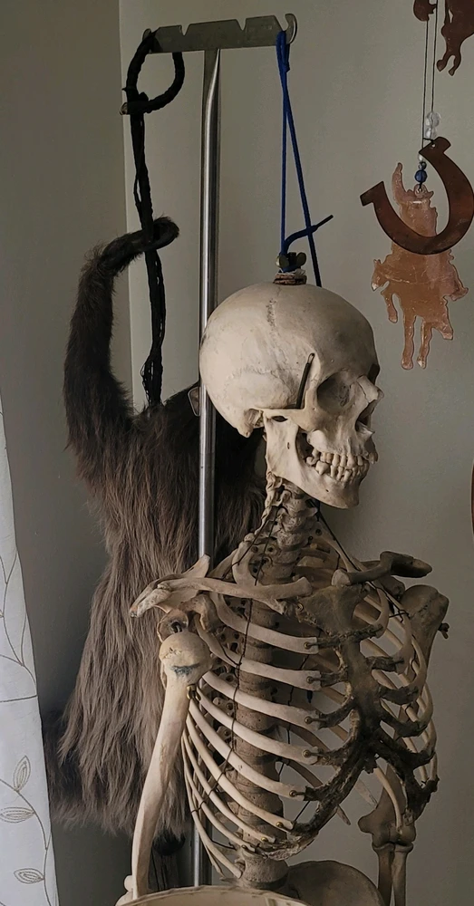 This skeleton is a retired medical specimen used in a school 