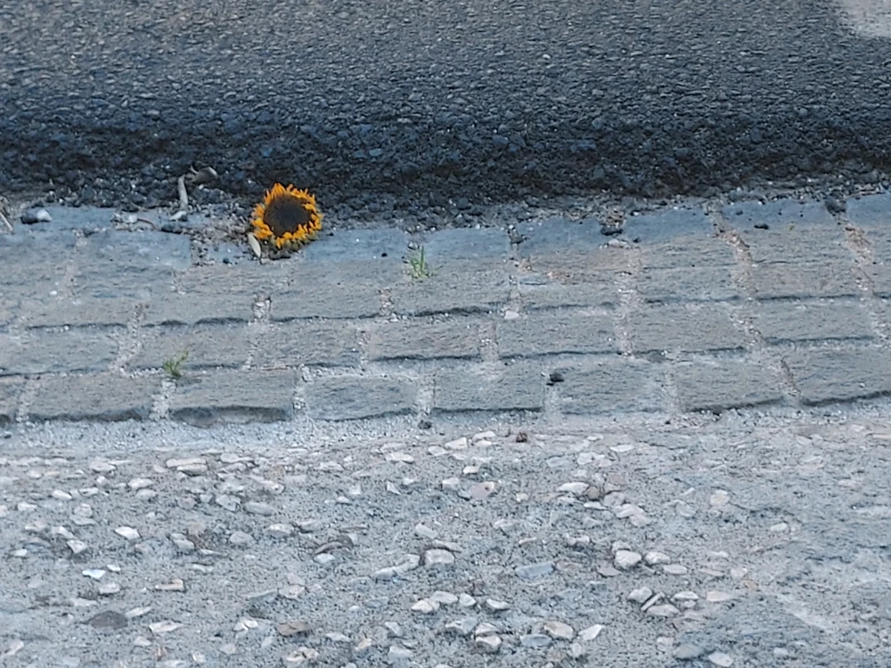 Bem... é só comigo ou é comum?... ninguém aceita os meus pedidos de amizade nem recebo pedidos de ninguém há umas 4 ou 5 semanas... é de mim ou da app? Mistério...