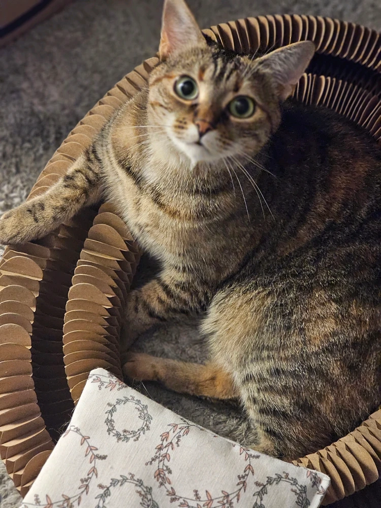 Bild hochgeladen von Cornelia (Lia)_(Snowflake)